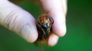 People Think They're Seeing Murder Hornets Everywhere Now